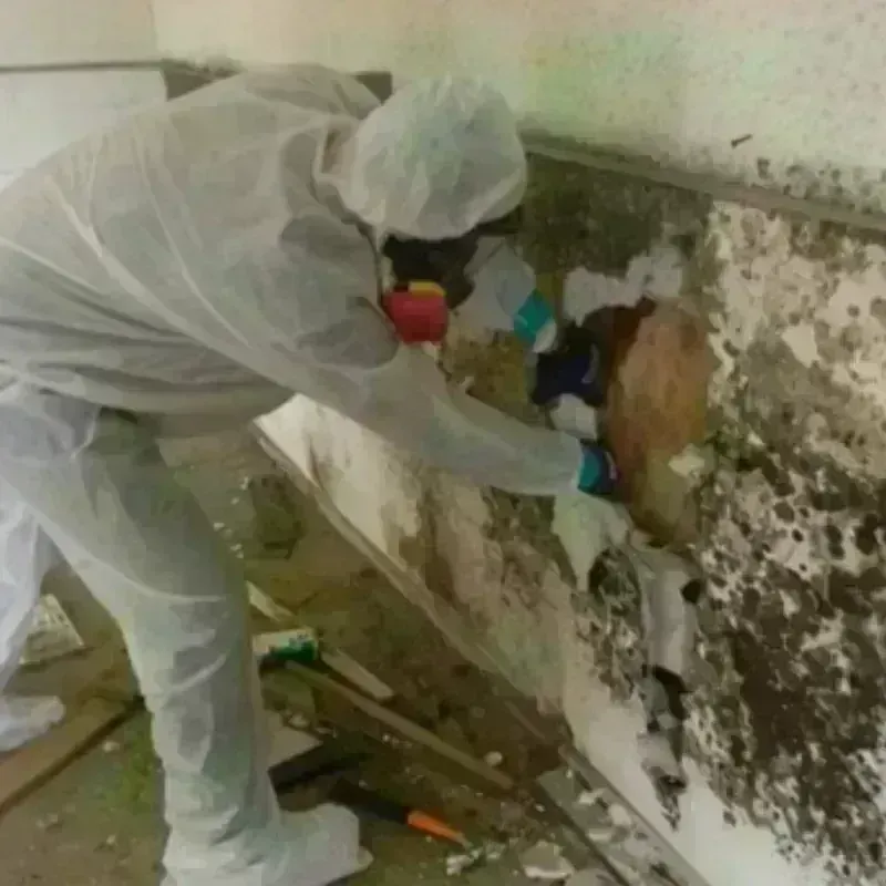 Mold Remediation and Removal in Denmark, SC